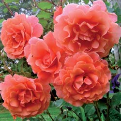 Rosier 'Alibaba'